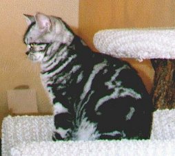 profile shot of Nikita by her owner Karen Podella